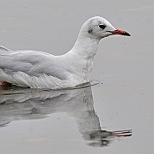 Black-headed Gull  "Larus ridbundus"